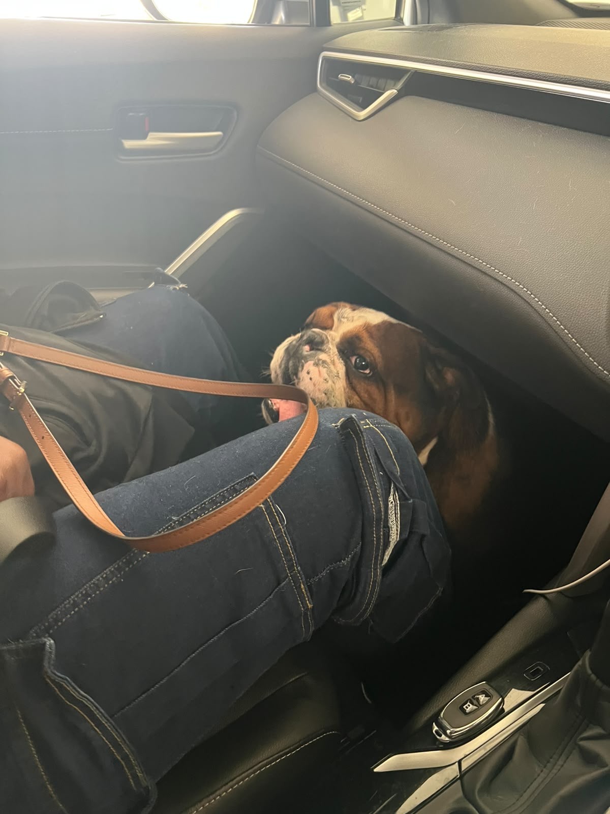 Kush riding in a carrier on the passenger seat